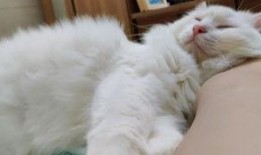 肥猫tv在线观看